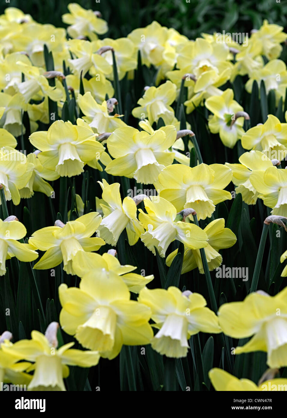 Narcissus avalon daffodil large cup cupped flowers drift bed spring bulb            flowering bloom blossom pale yellow Stock Photo