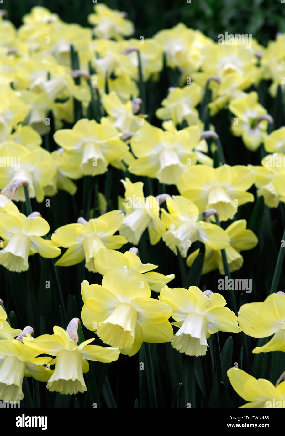Narcissus avalon daffodil large cup cupped flowers drift bed spring bulb            flowering bloom blossom pale yellow Stock Photo