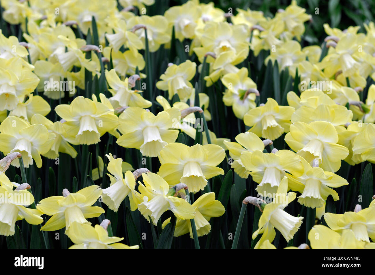 Narcissus avalon daffodil large cup cupped flowers drift bed spring bulb            flowering bloom blossom pale yellow Stock Photo