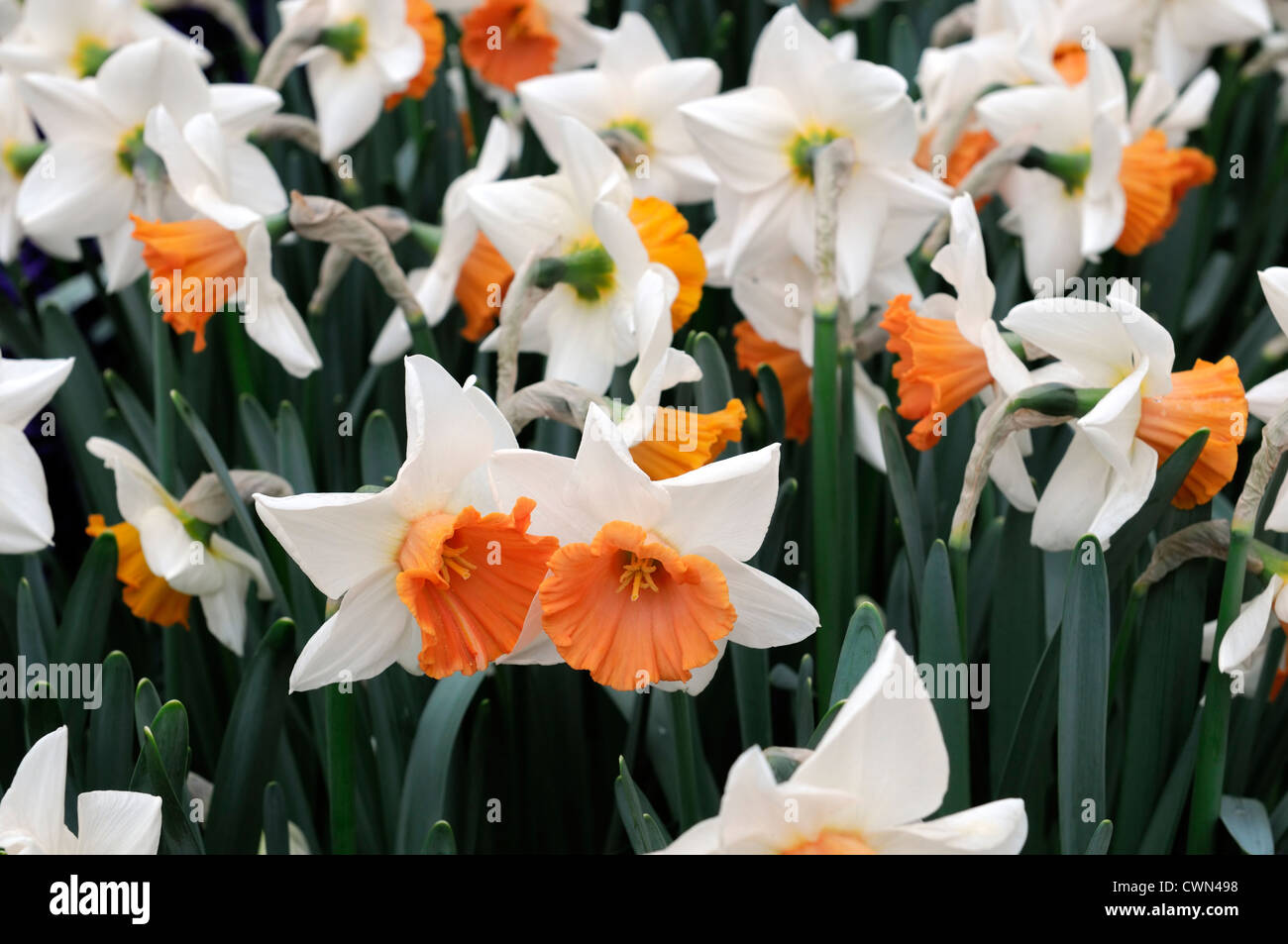 narcissus chromacolor white coral pink large cupped daffodil flowers narcissi daffodils bulbs spring flowering bloom blossom Stock Photo