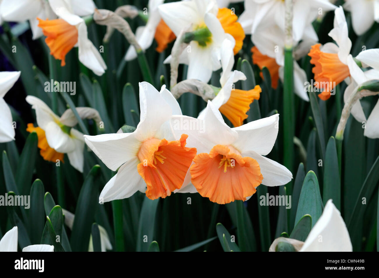 Large-Cupped Daffodil Chromacolor