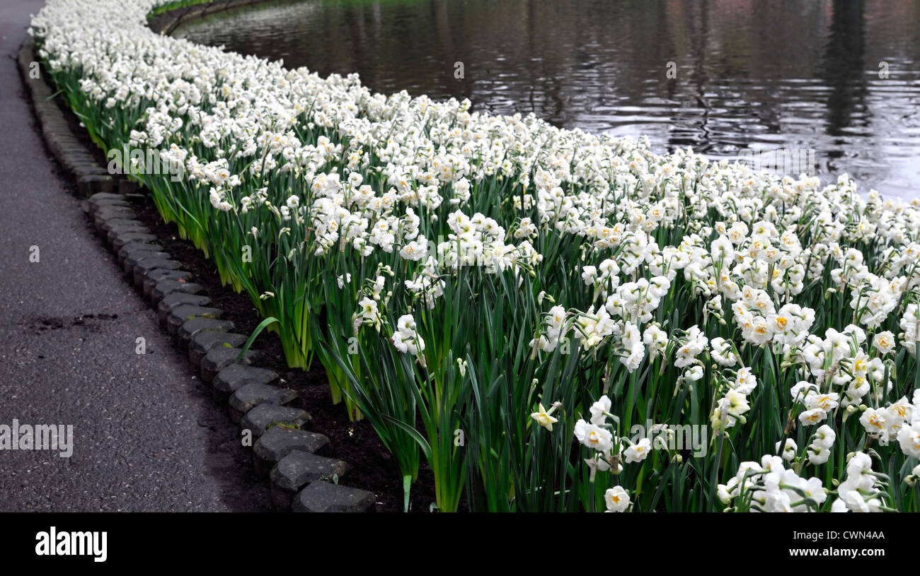Narcissus erlicheer hi-res stock photography and images - Alamy