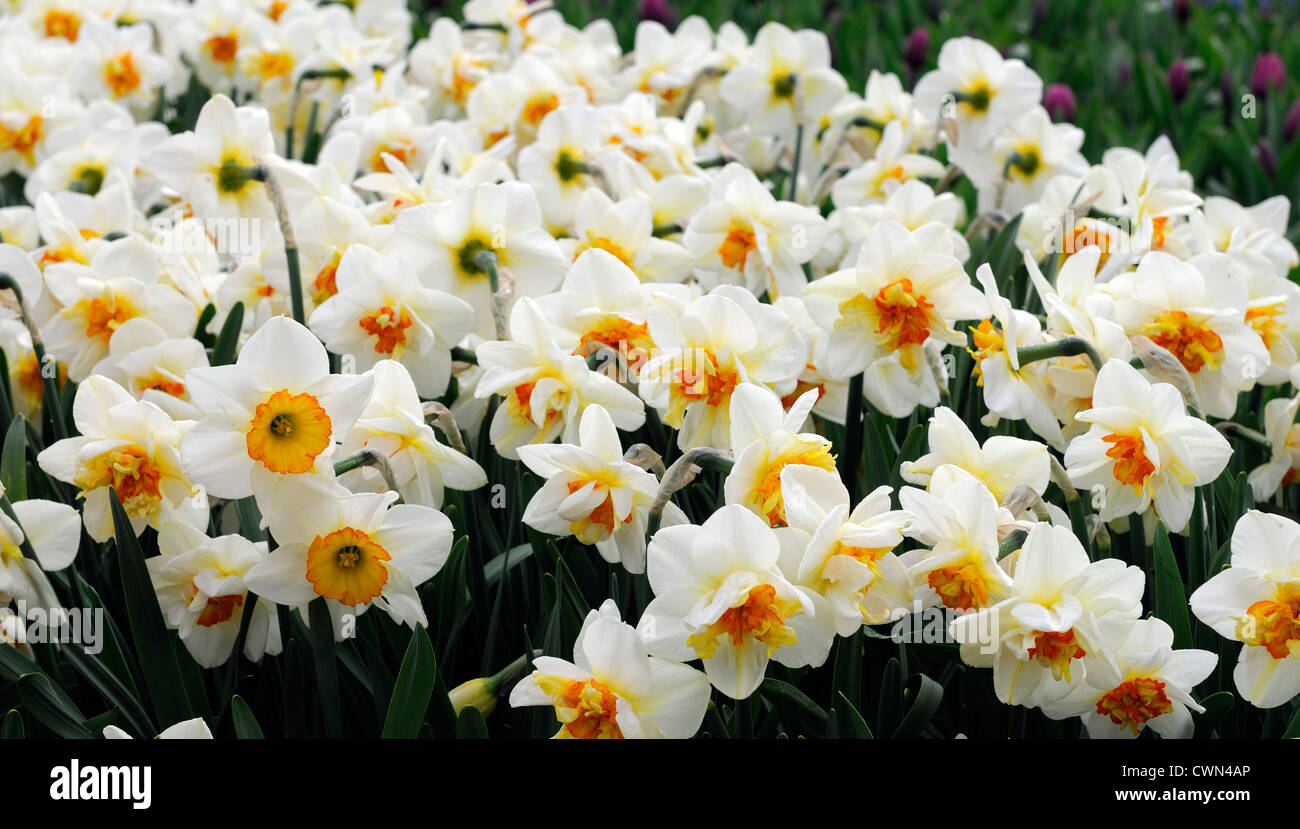 narcissus flower drift yellow orange white double daffodil flowers narcissi daffodils bulbs spring flowering bloom blossom Stock Photo