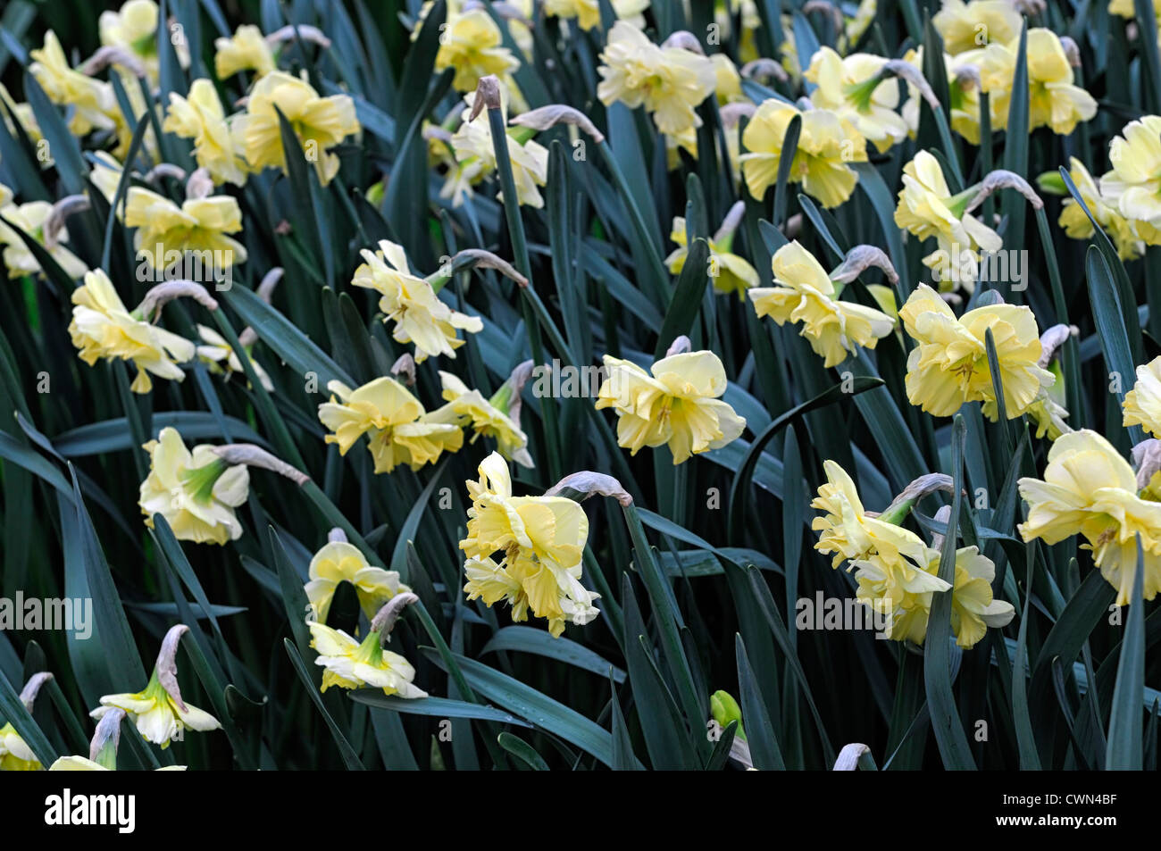 narcissus indian summer pale yellow daffodil flowers narcissi daffodils bulbs spring flowering bloom blossom Stock Photo