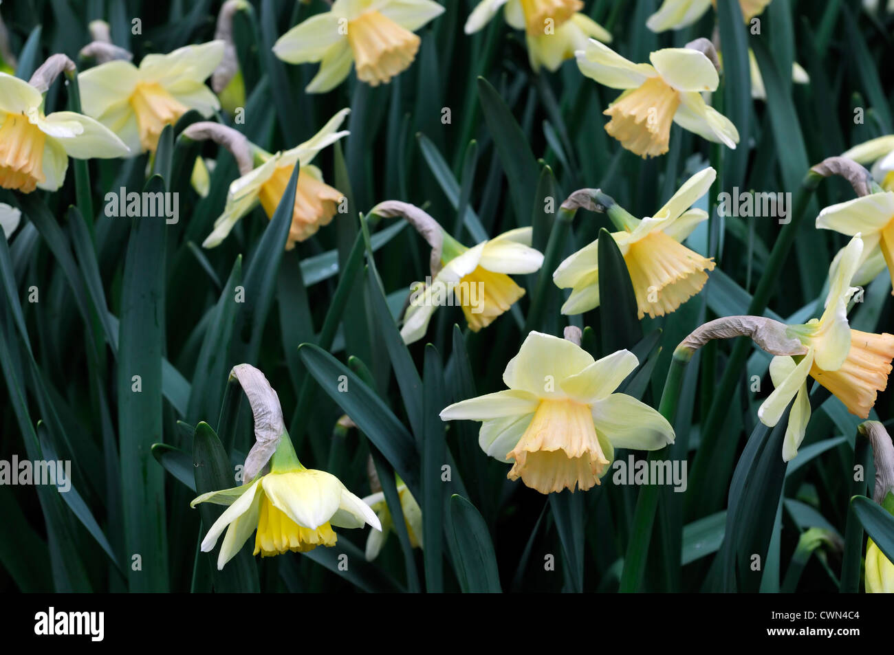 narcissus lorikeet apricot pale yellow trumpet daffodil flowers narcissi daffodils bulbs spring flowering bloom blossom Stock Photo