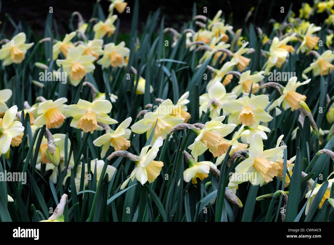 narcissus lorikeet apricot pale yellow trumpet daffodil flowers narcissi daffodils bulbs spring flowering bloom blossom Stock Photo