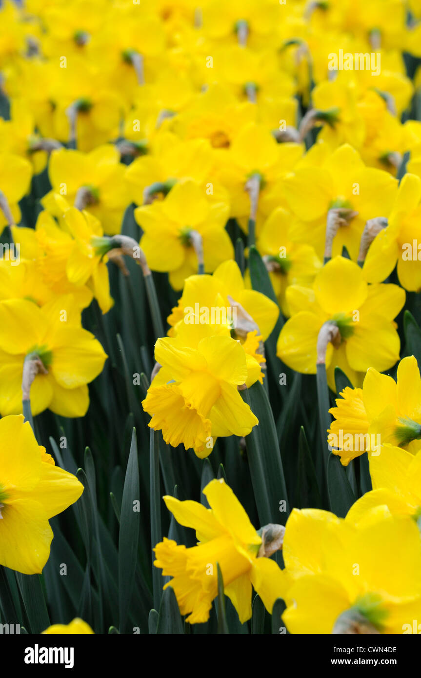 narcissus primeur daffodil yellow trumpet flowers narcissi daffodils bulbs spring selective focus flowering bloom blossom Stock Photo