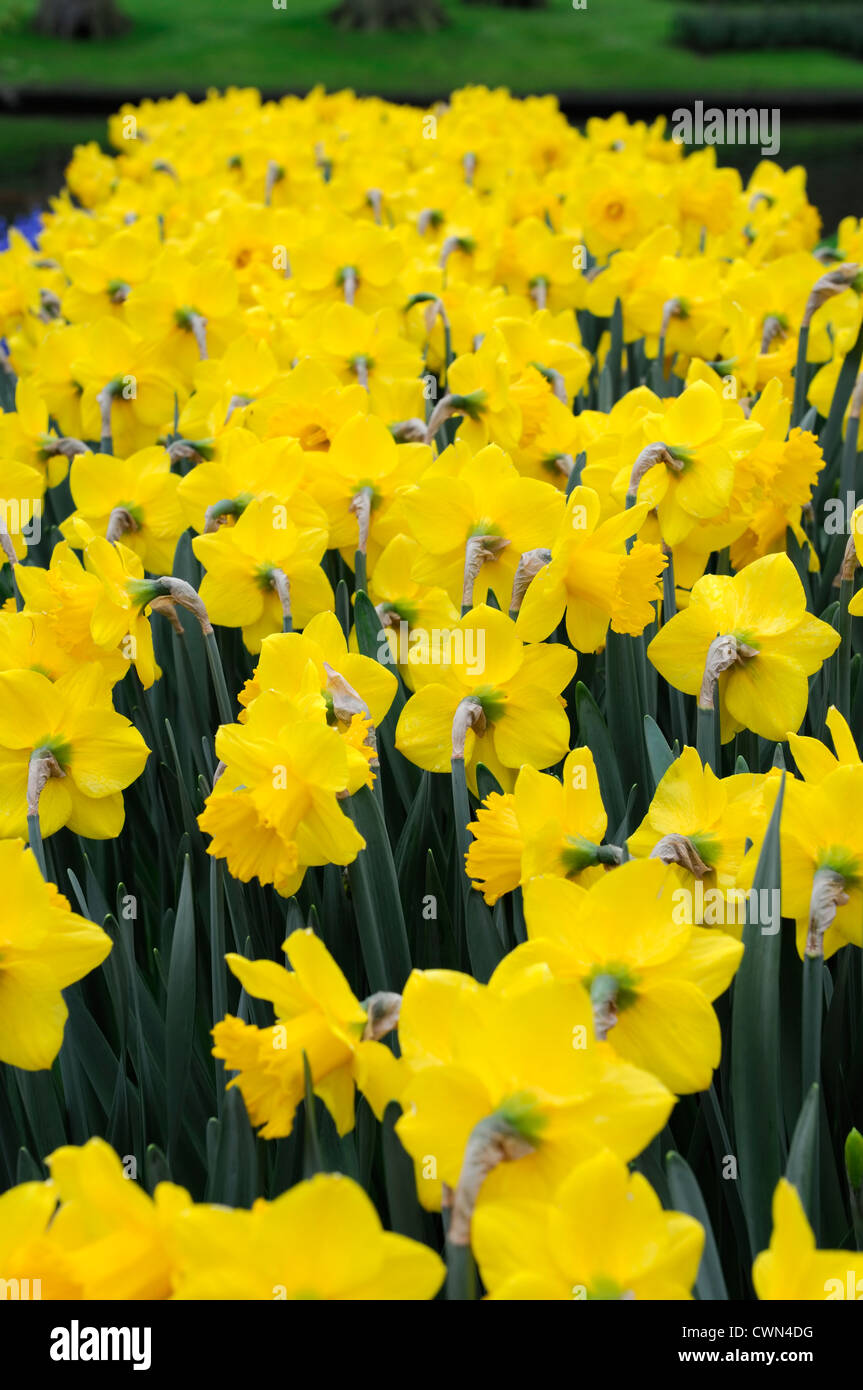 narcissus primeur daffodil yellow trumpet flowers narcissi daffodils bulbs spring selective focus flowering bloom blossom Stock Photo