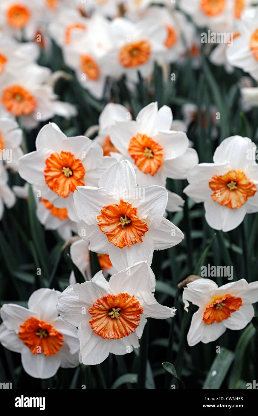 narcissus professor einstein daffodil white orange large cupped flowers