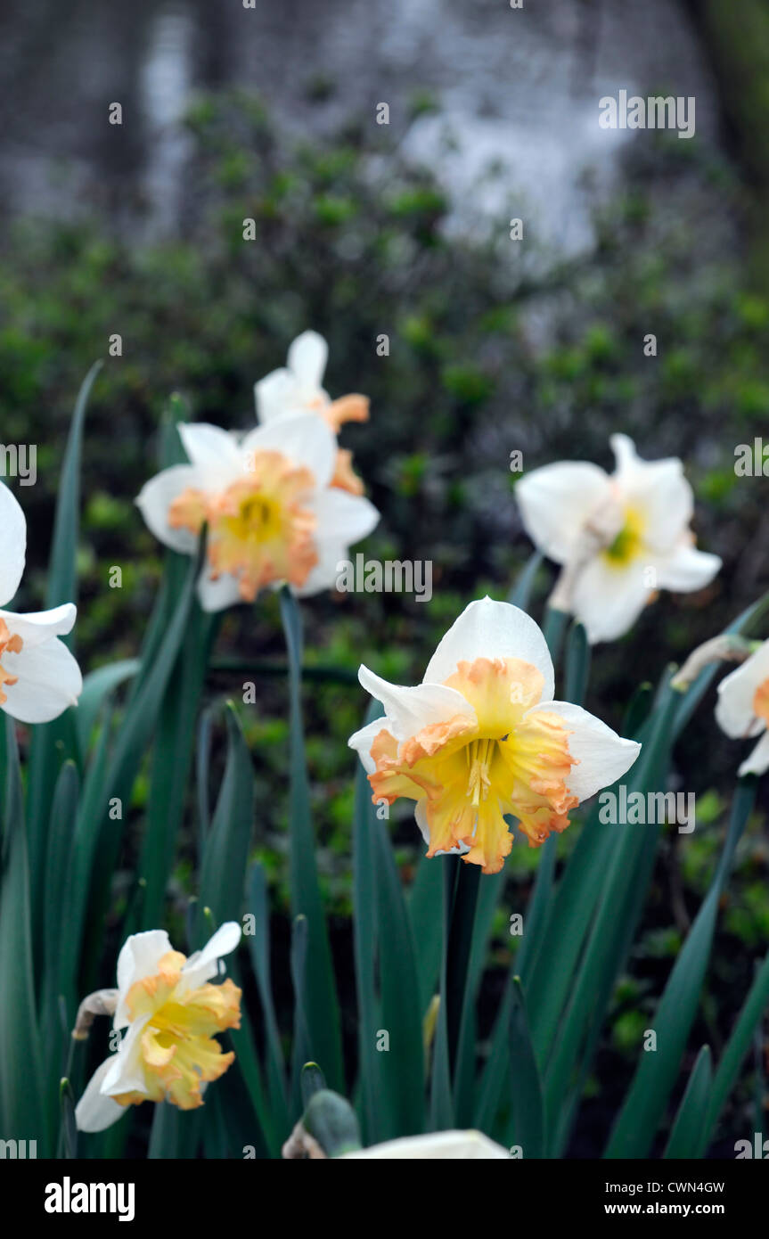 narcissus taurus orange white plant portraits petals flowers narcissi daffodils bulbs spring selective focus flowering bloom Stock Photo