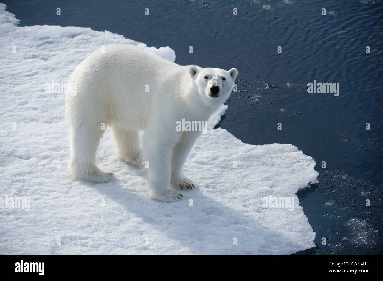 Polar bear, Ursus maritimus, on sea ice north of Spitsbergen, Svalbard, Arctic Stock Photo