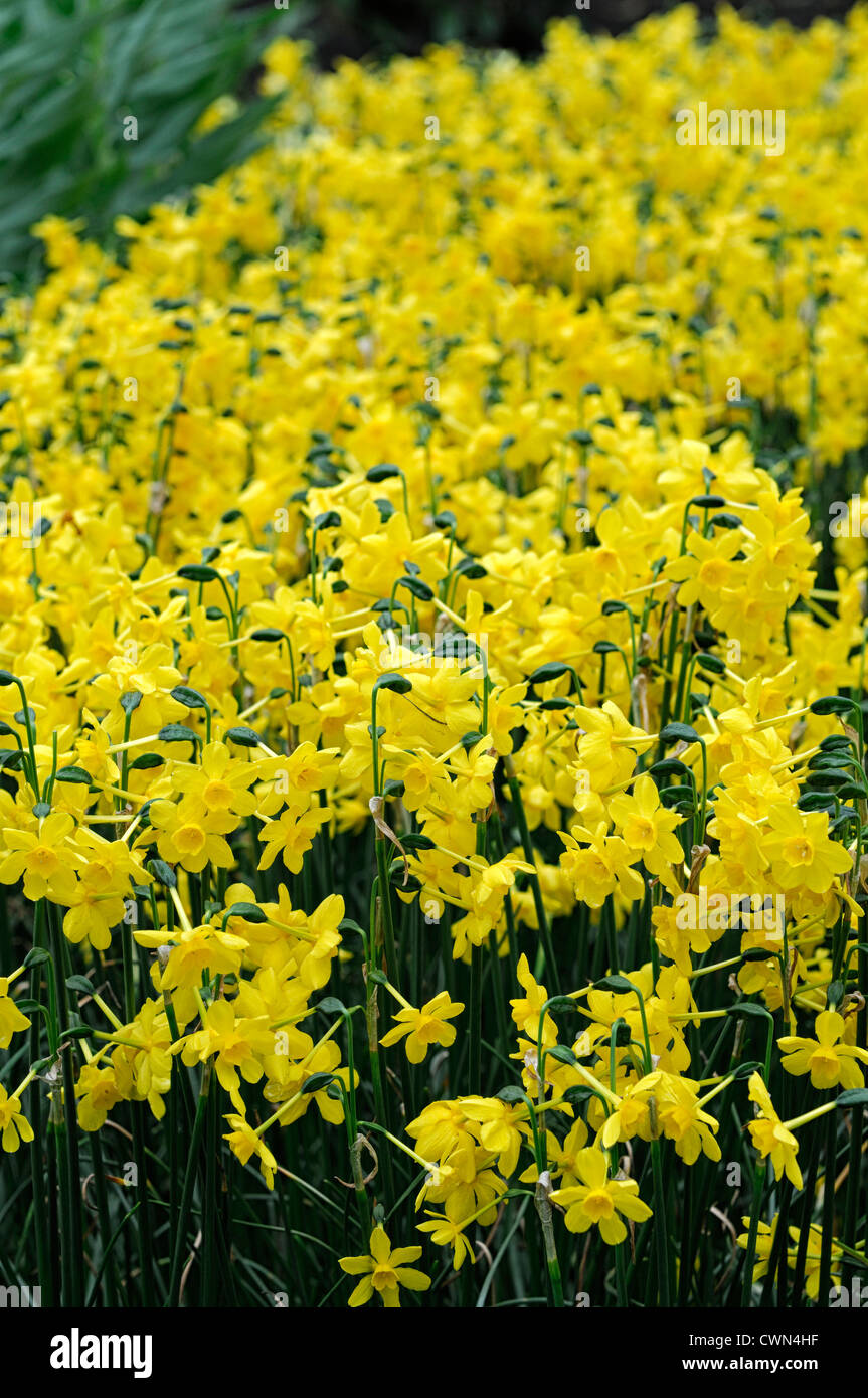 Narcissus twinkling yellow daffodil flowers drift bed spring closeup plant portraits flowering bloom blossom Stock Photo