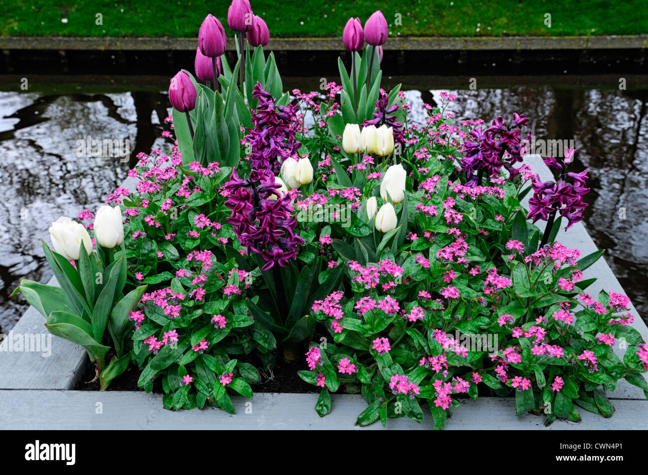 spring planter container pot display tulip tulipa hyacinth mysotis mix mixed planting scheme colour color combination combo Stock Photo