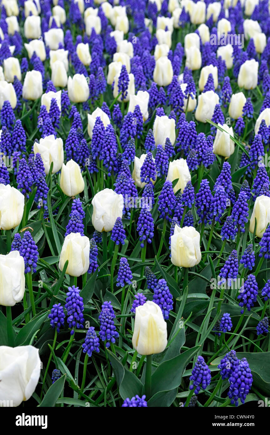 tulipa calgary white triumph tulip blue muscari armeniacum garden flowers spring flower bloom blossom bed colour planting scheme Stock Photo