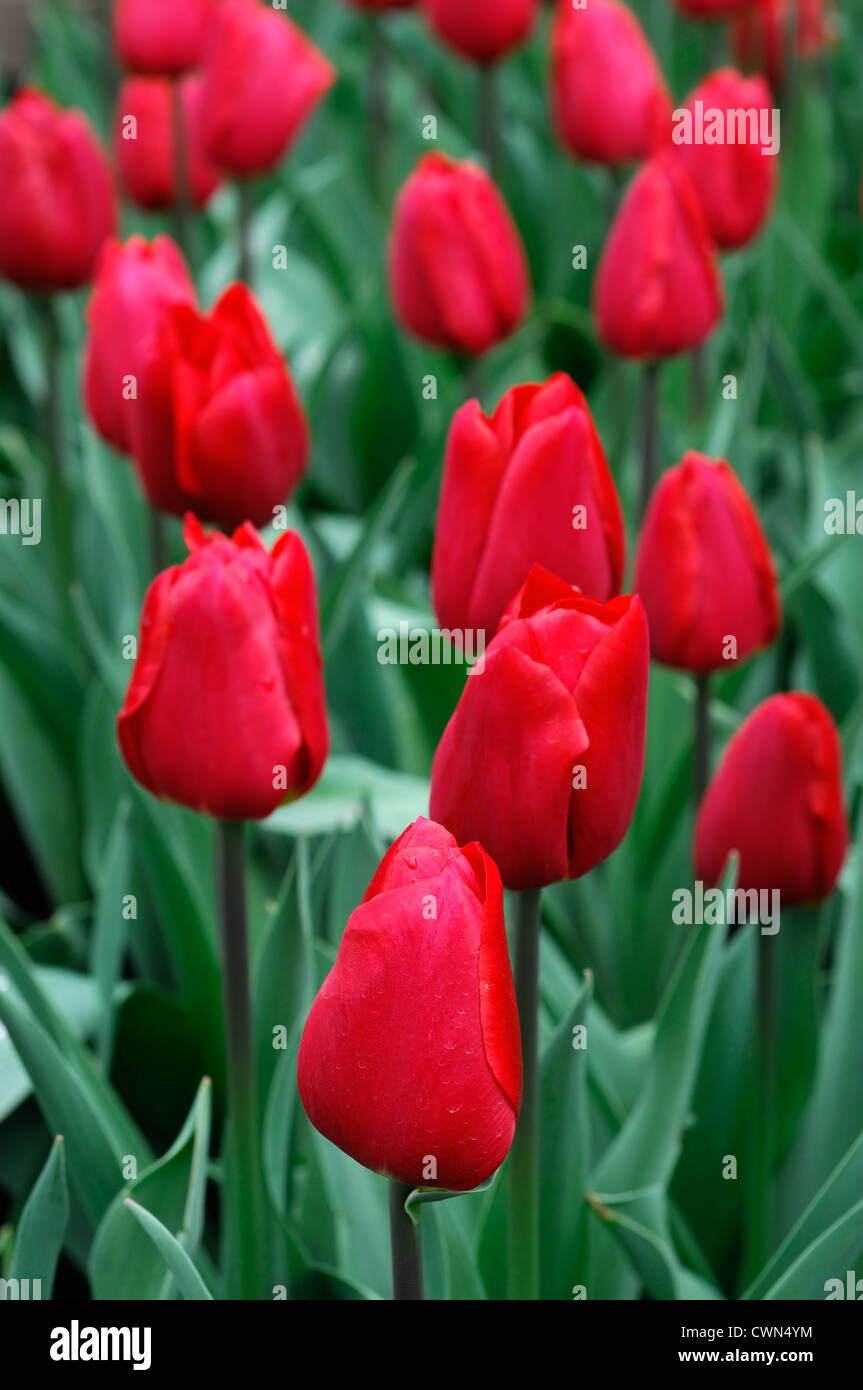 tulipa carthago red triumph tulip garden flowers spring flower bloom blossom bed colour Stock Photo