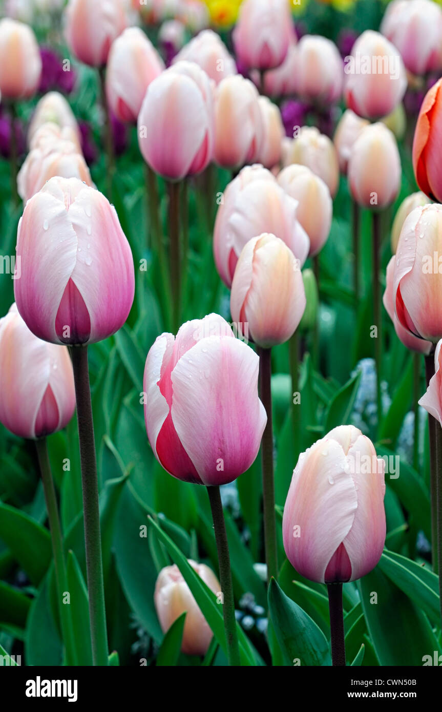 tulipa key largo single late tulip salmon pink garden flowers spring flower bloom blossom bed colour color Stock Photo