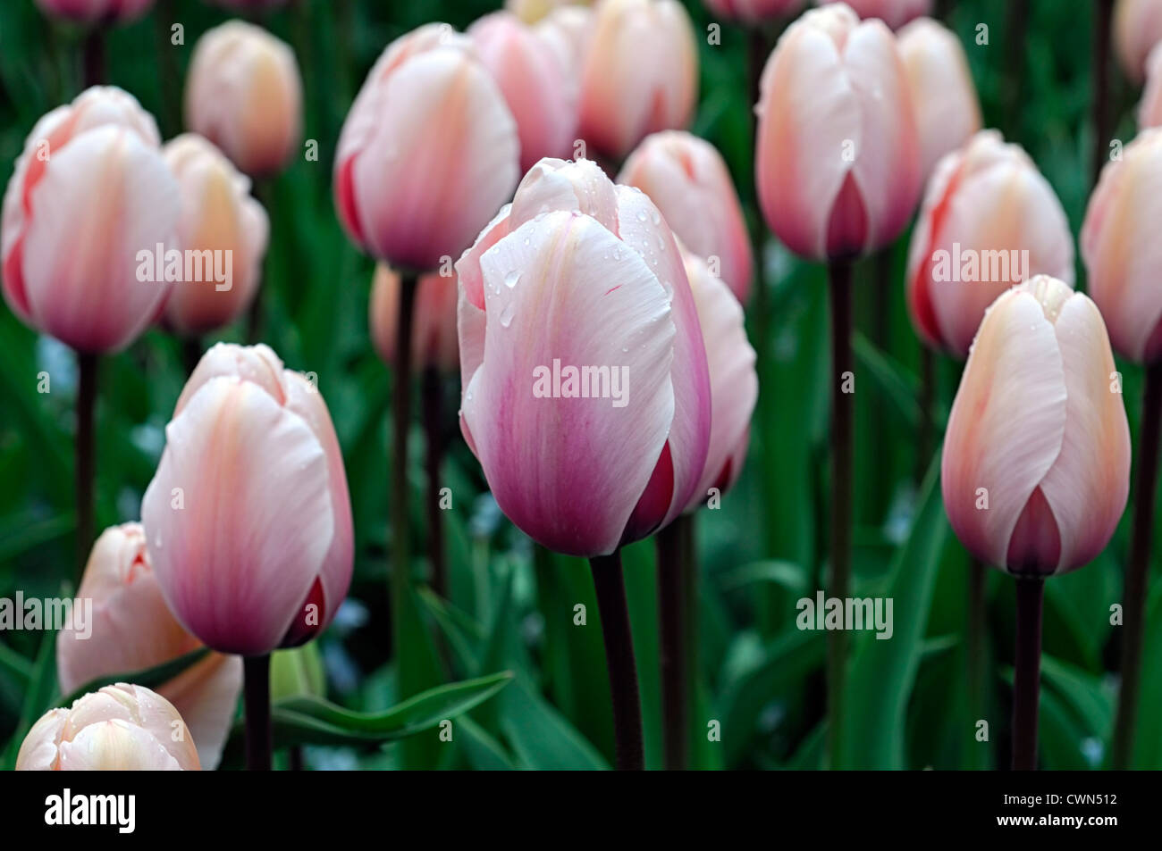 tulipa key largo single late tulip salmon pink garden flowers spring flower bloom blossom bed colour color Stock Photo
