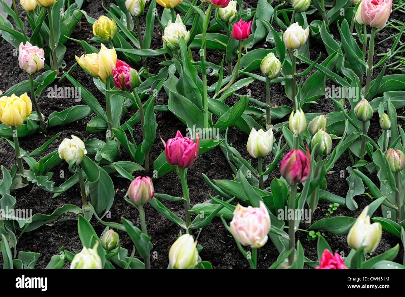 tulipa murillo mixed double early planting scheme combo combination