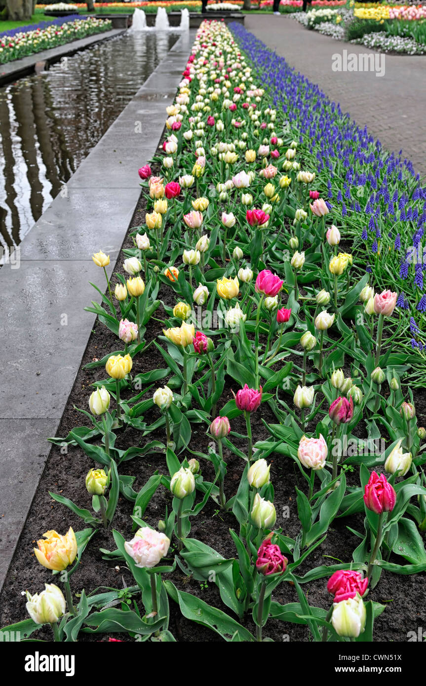 tulipa murillo mixed muscari armeniacum planting scheme combo