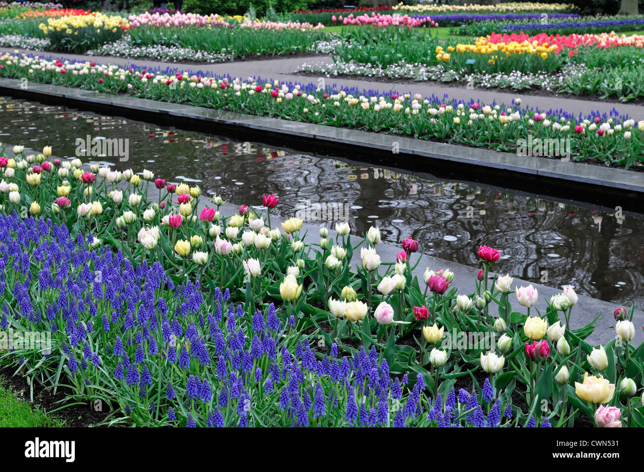 tulipa murillo mixed muscari armeniacum planting scheme combo