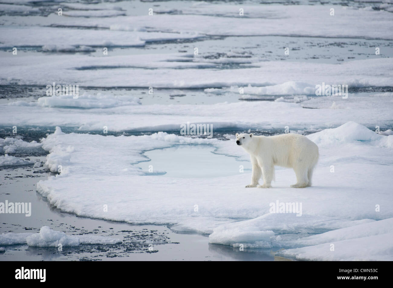 Polar bear, Ursus maritimus, on sea ice north of Spitsbergen, Svalbard, Arctic Stock Photo