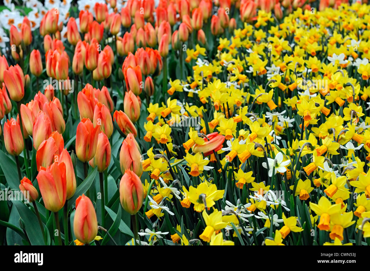 tulipa orange emperor fosteriana tulip narcissus itzim jenny planting scheme combo combination partners white orange colour Stock Photo