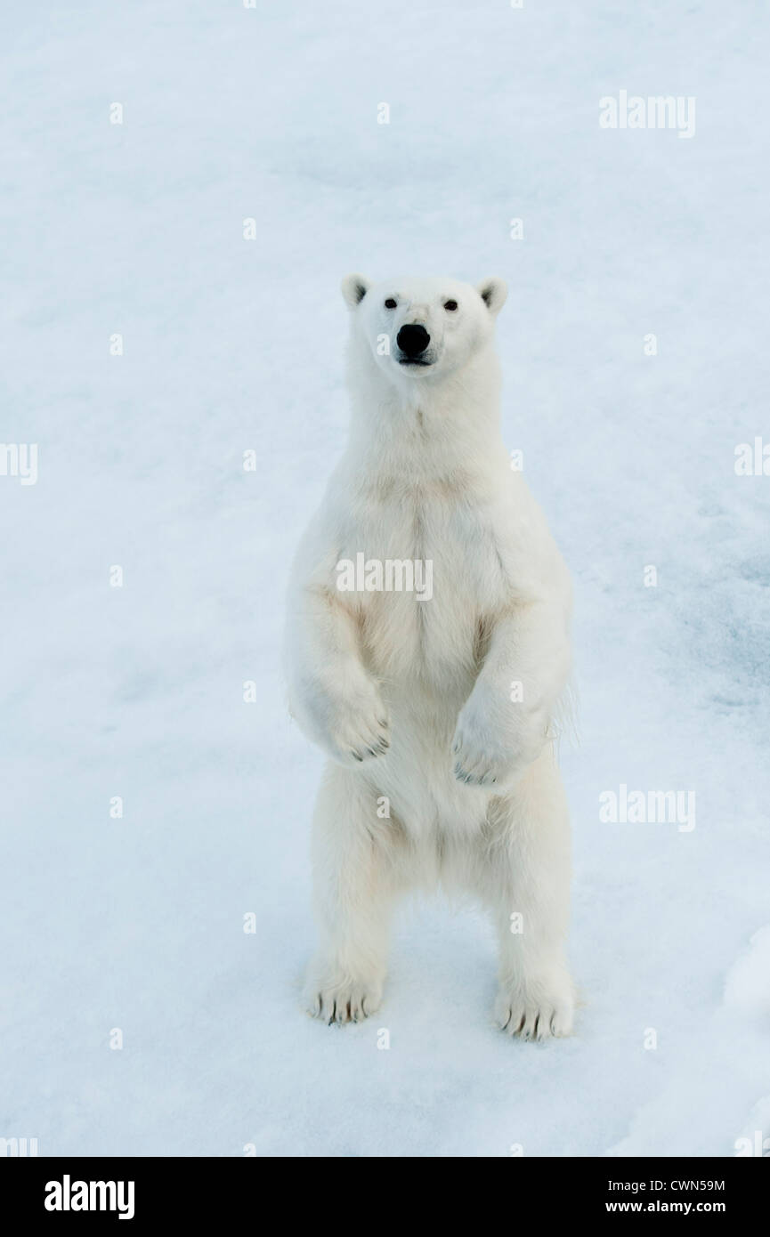 Polar bear hind legs hi-res stock photography and images - Alamy
