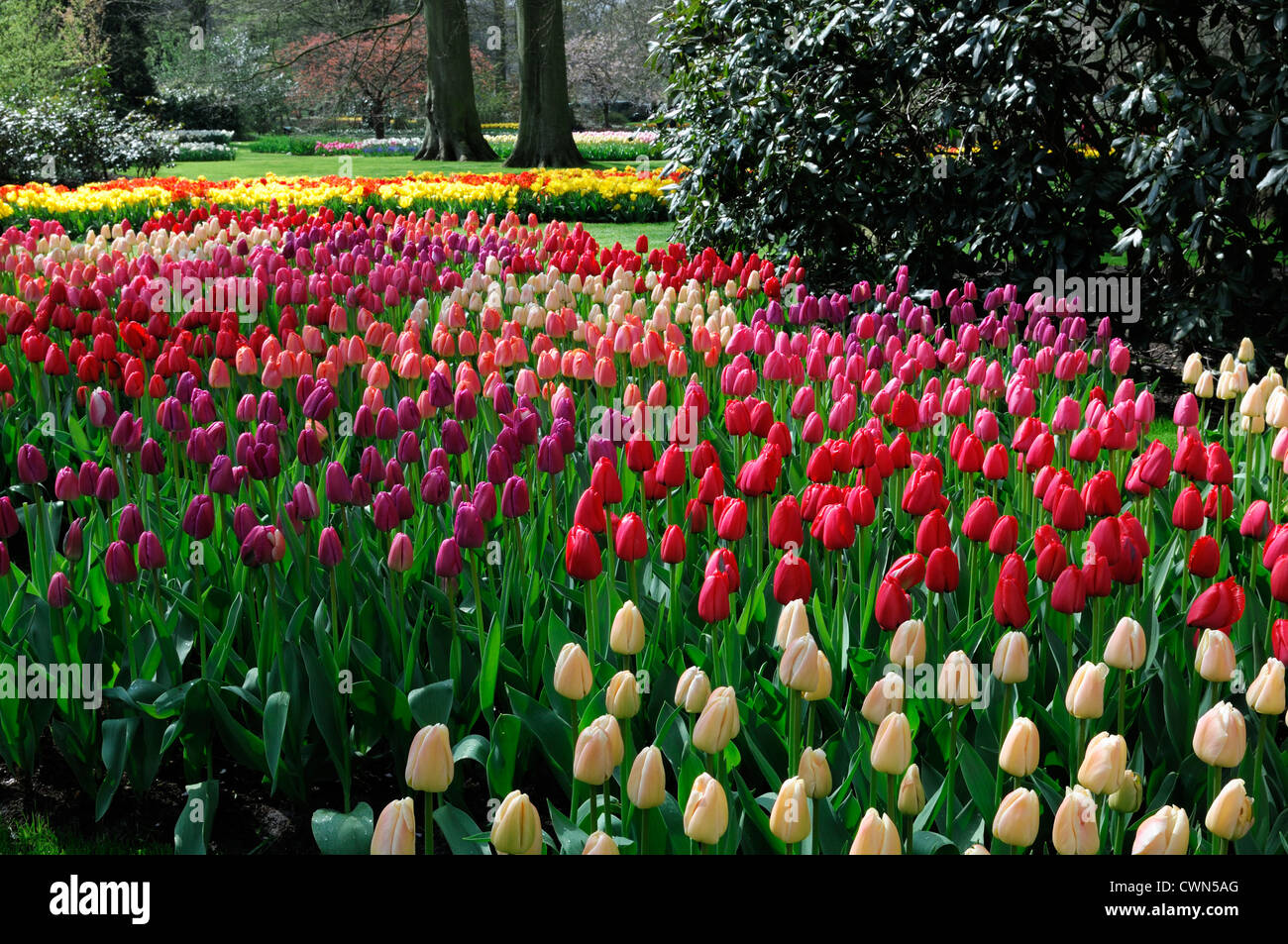 tulipa tulip flowers purple red pink mix mixed planting scheme flower bed display mass massed