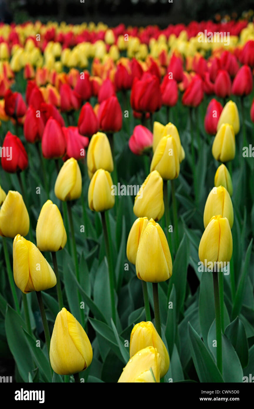 Tulipa golden parade yellow darwin hybrid tulip flowers display spring flower bloom blossom bed colour color bulb Stock Photo