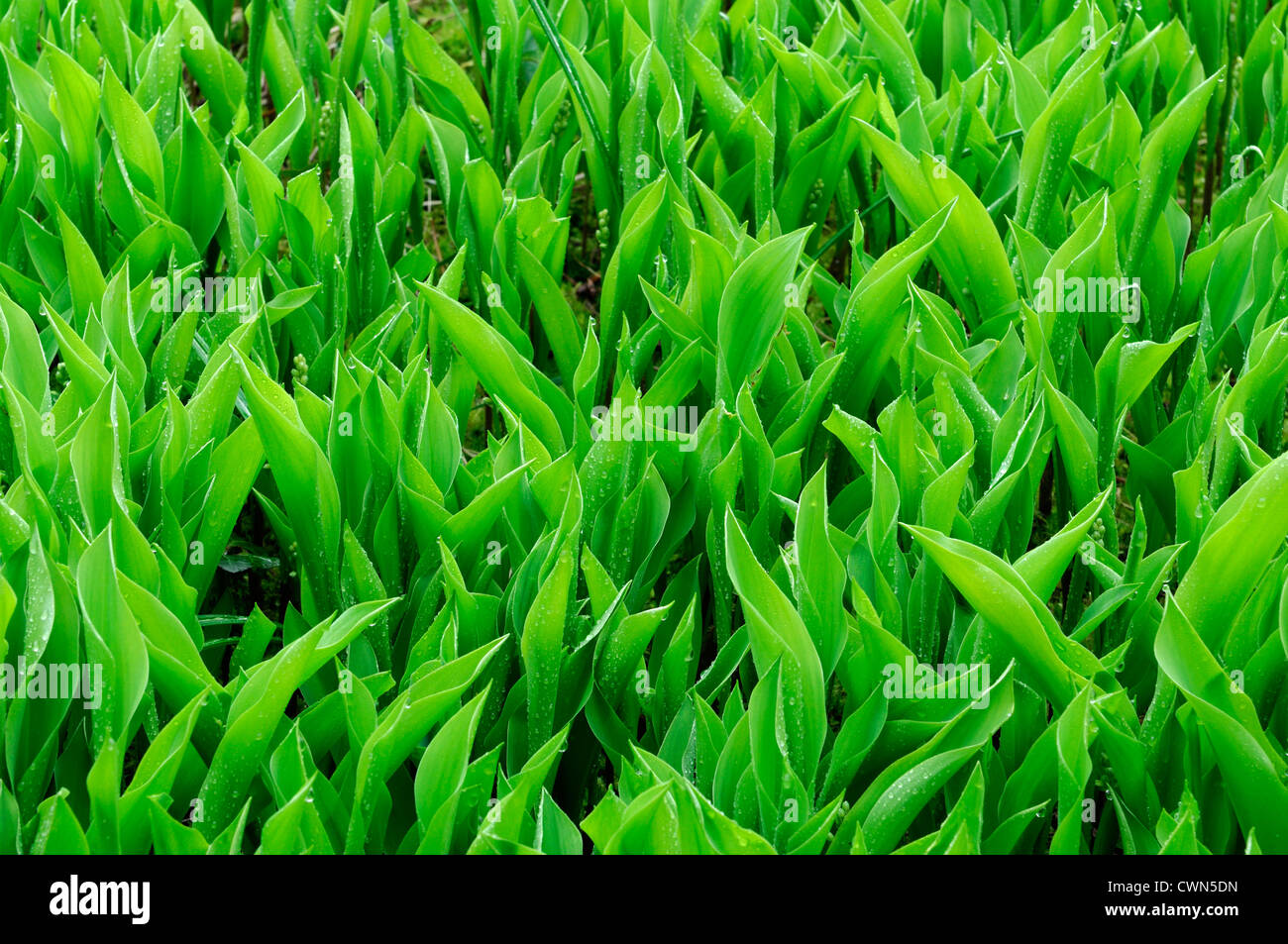 green tulip leaves foliage spring flower bed mass planting Stock Photo