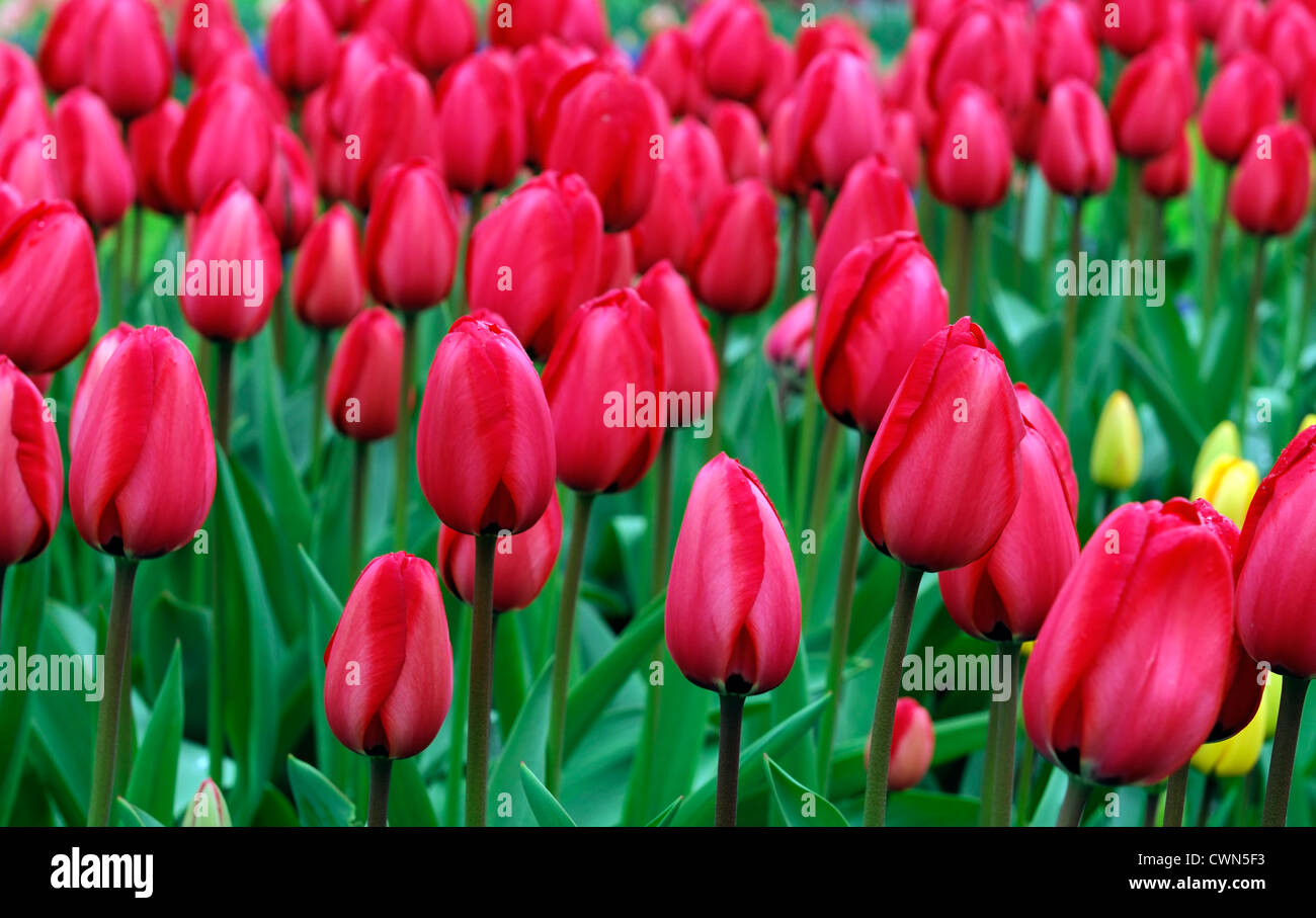 Tulipa apeldoorn darwin hybrid red tulip flowers display spring flower bloom blossom bed colour color bulb Stock Photo