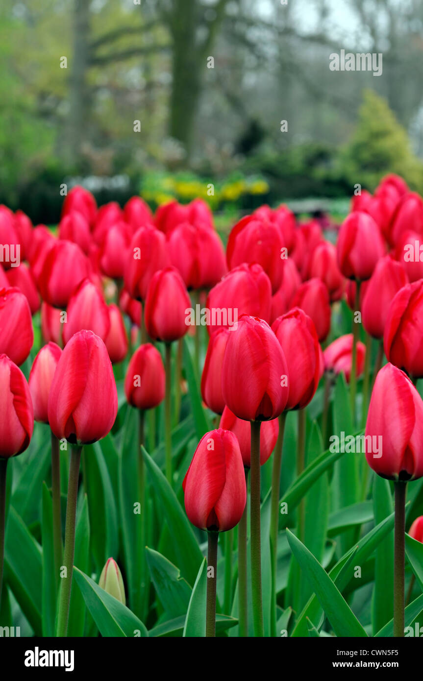 Tulipa apeldoorn darwin hybrid red tulip flowers display spring flower bloom blossom bed colour color bulb Stock Photo