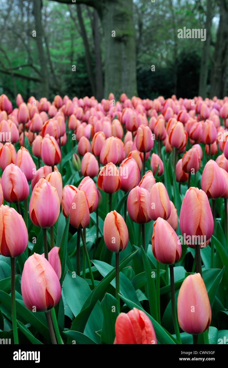 Tulipa apricot impression darwin hybrid tulip flowers display spring flower bloom blossom bed colour color bulb Stock Photo