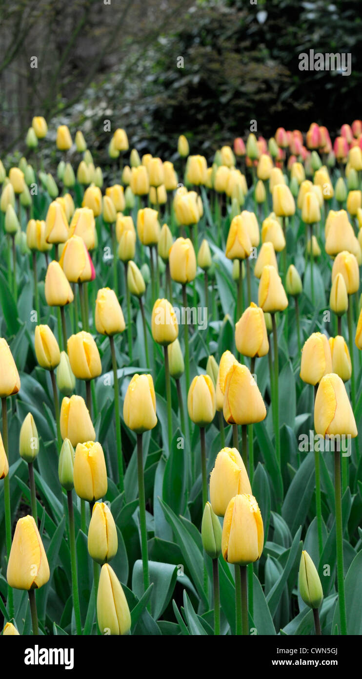 Tulipa blushing apeldoorn hi-res stock photography and images - Alamy