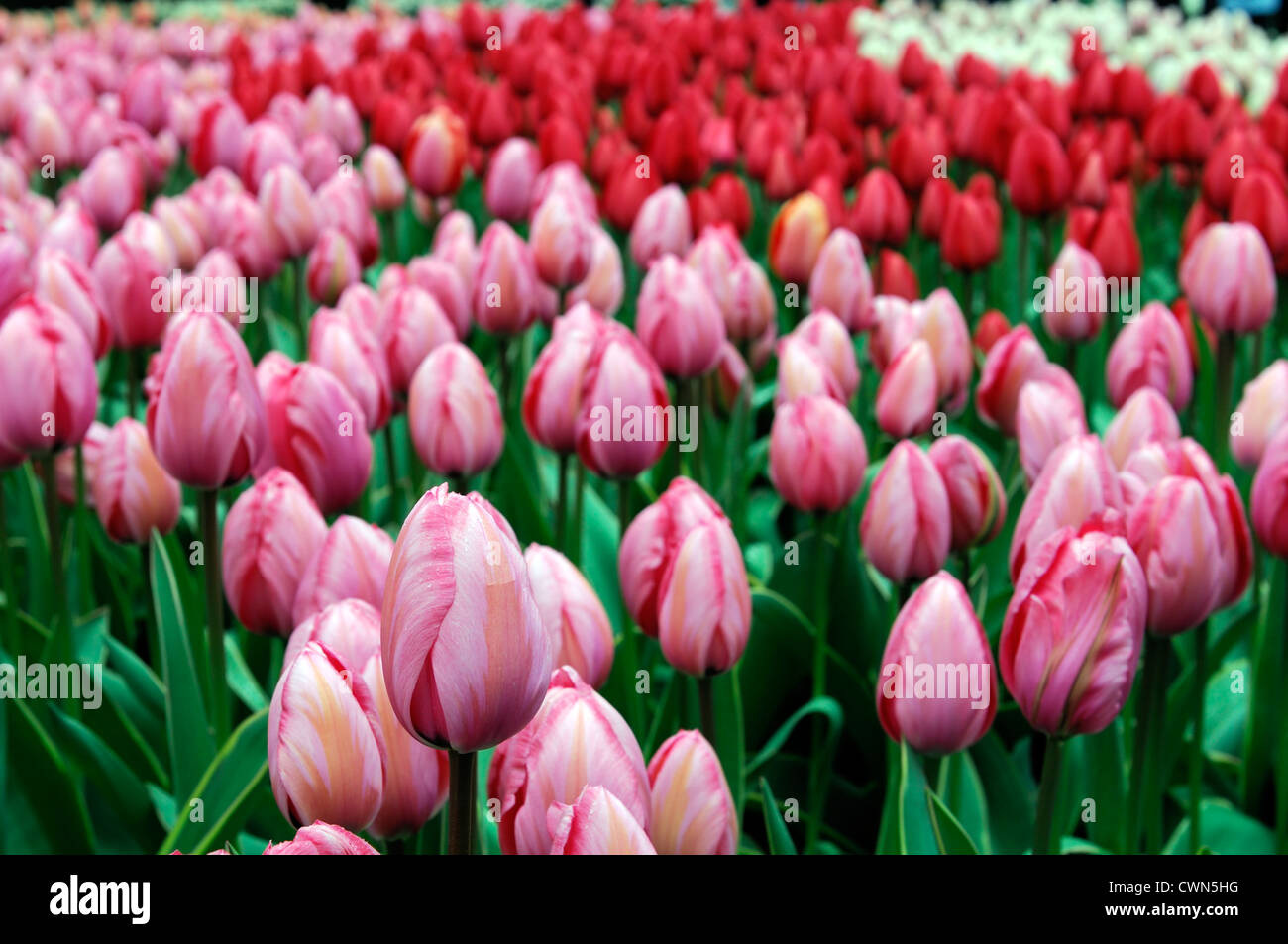 Tulipa design impression pink mauve purple darwin hybrid tulip flowers display spring flower bloom blossom bed colour color bulb Stock Photo