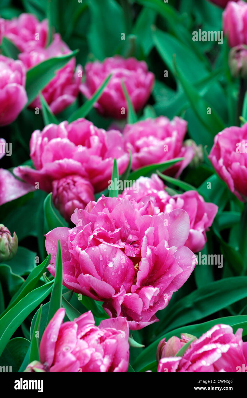 Dior tulip hires stock photography and images Alamy