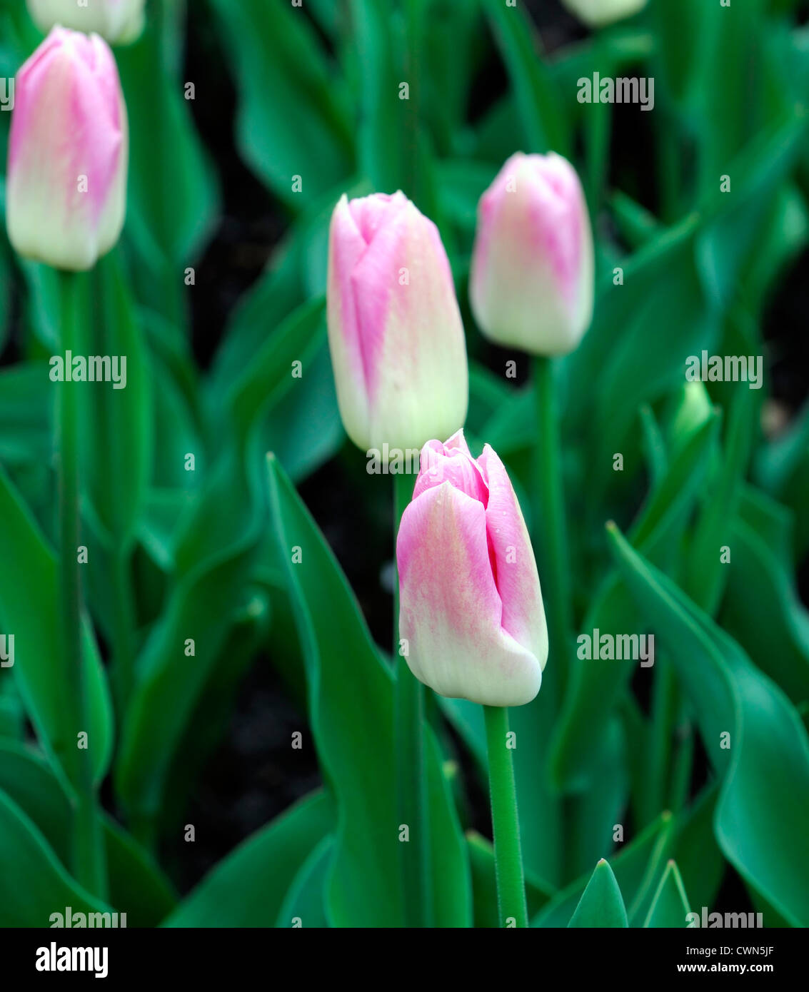 Tulipa dynasty pink white triumph tulip flowers display spring flower bloom blossom bed colour color bulb Stock Photo