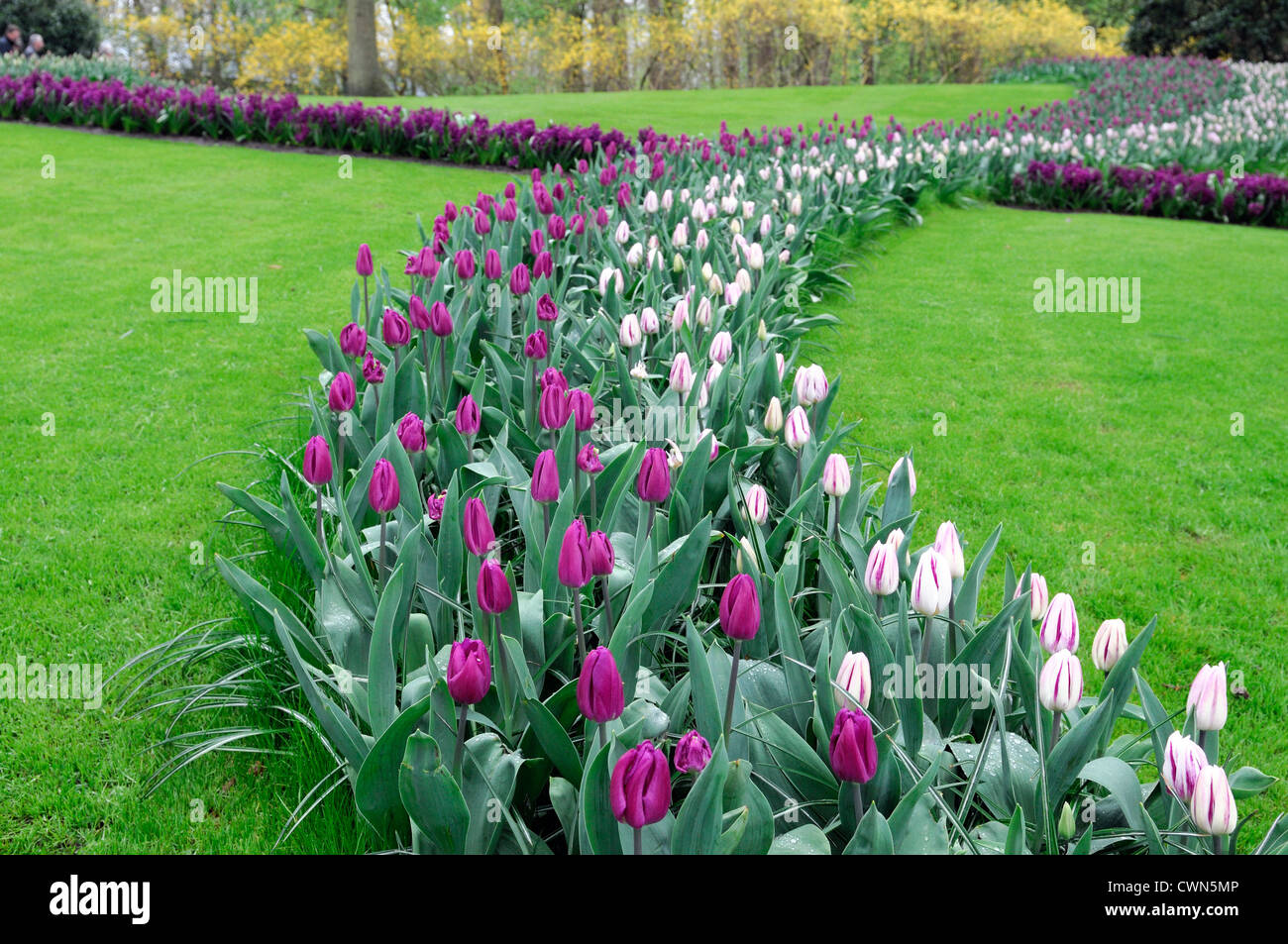 Tulipa flaming flag purple flag triumph tulip flowers display spring flower bloom blossom bed colour color bulb combo mix mixed Stock Photo