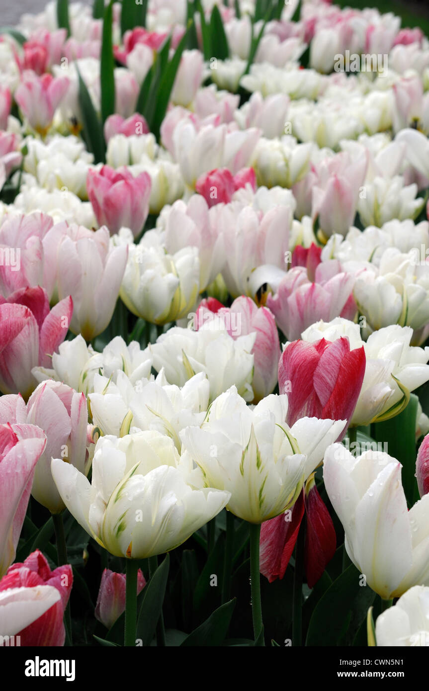 Tulipa flaming purissima exotic emperor fosteriana tulip flowers display spring flower bloom mix mixed bed planting scheme Stock Photo