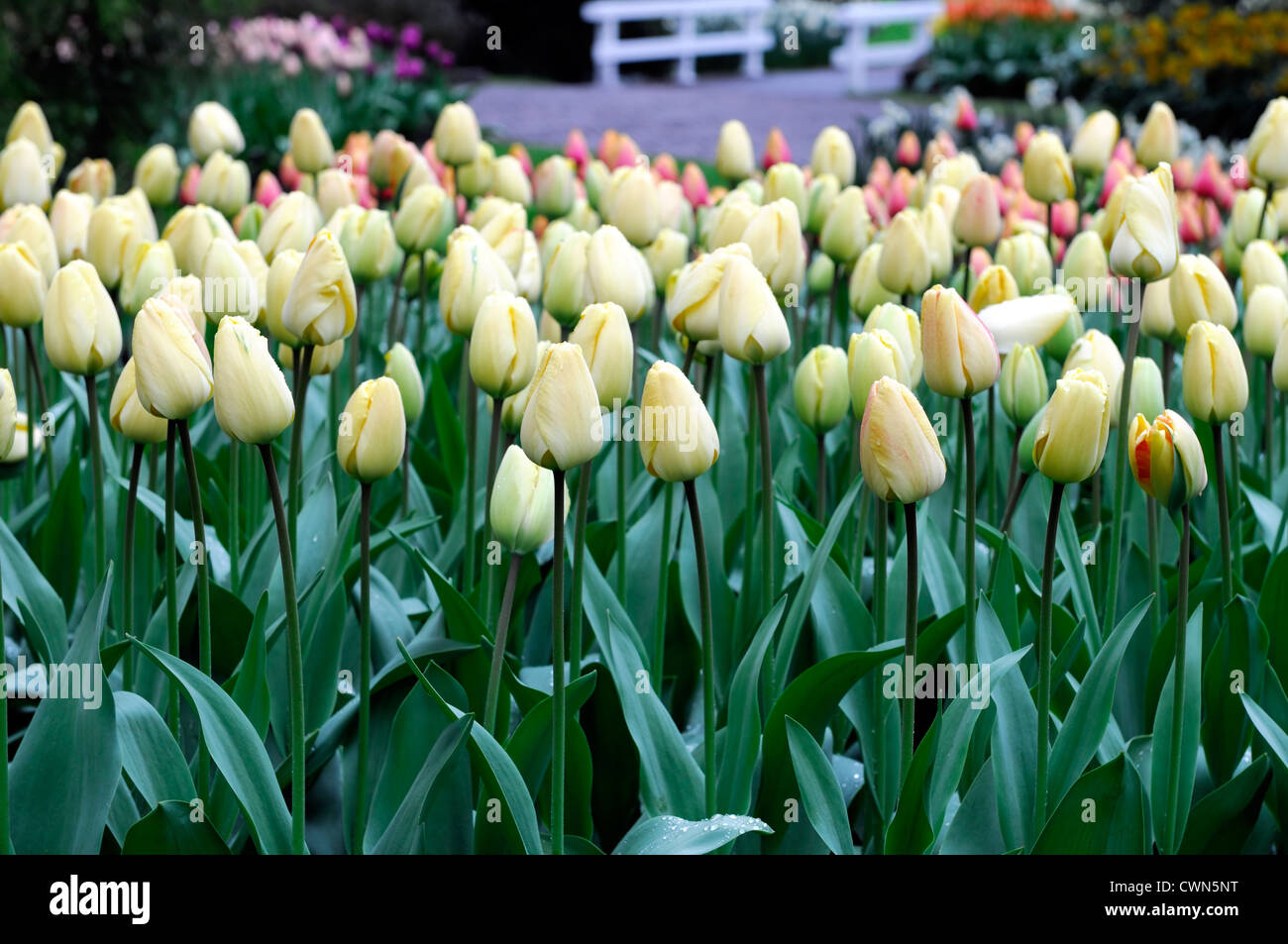 Tulipa ivory floradale darwin hybrid white tulip flowers display spring flower bloom blossom bed colour color bulb Stock Photo