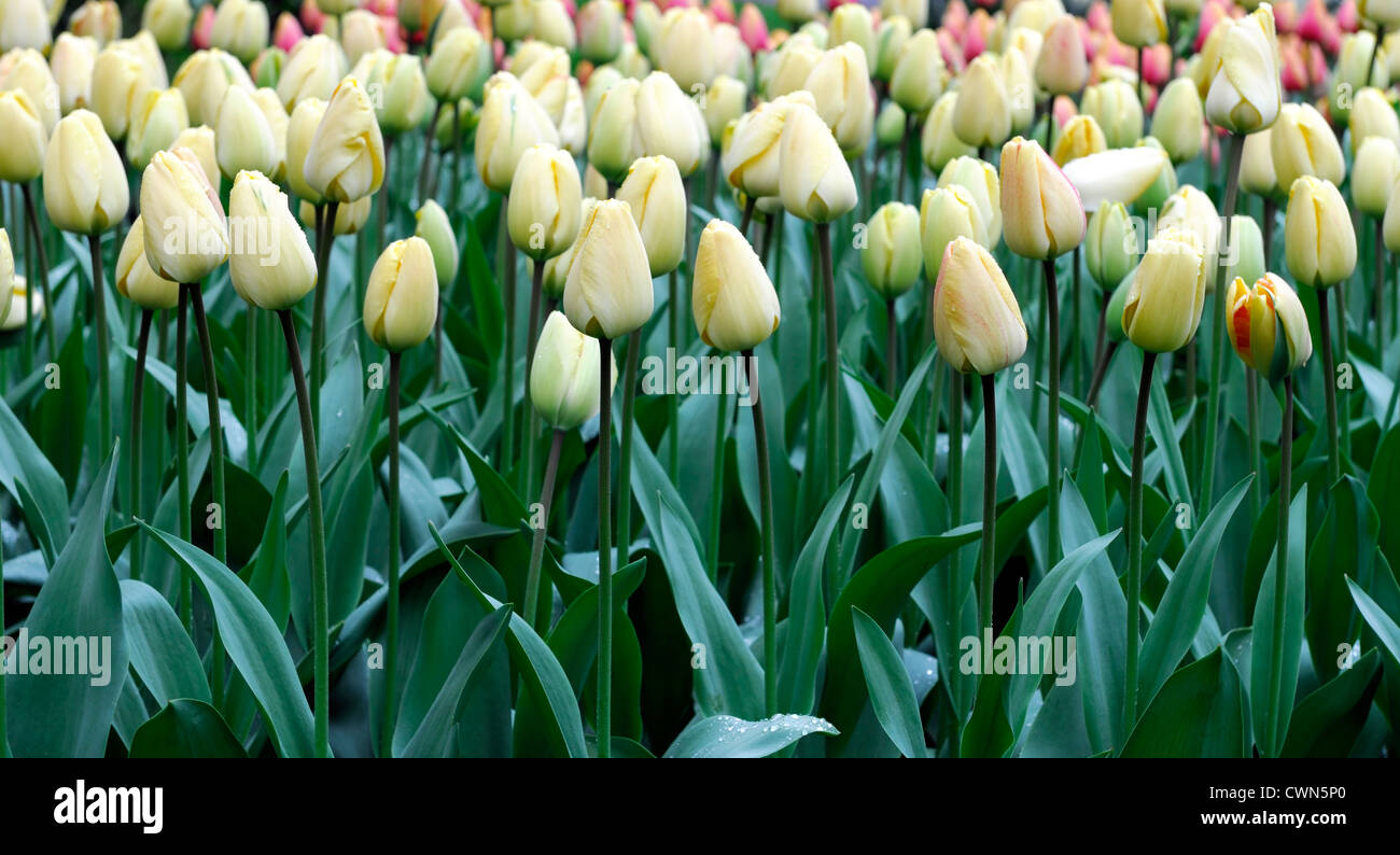 Tulipa ivory floradale darwin hybrid white tulip flowers display spring flower bloom blossom bed colour color bulb Stock Photo