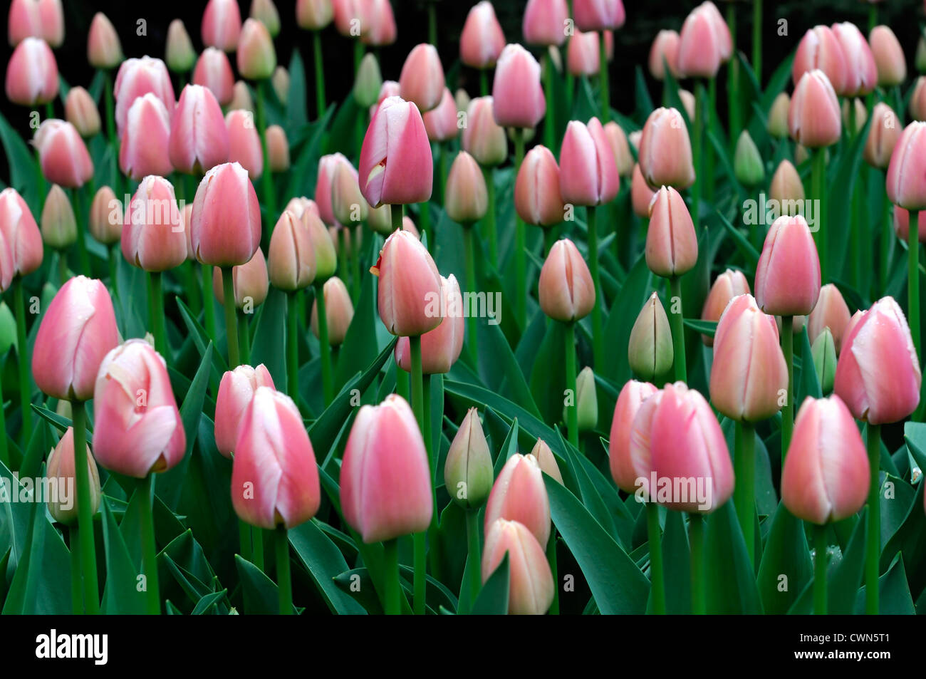 tulipa Ollioules pink darwin hybrid tulip flowers display spring flower bloom blossom bed colour color bulb Stock Photo
