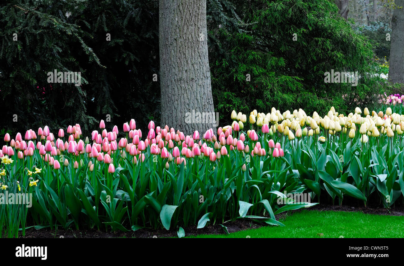 tulipa Ollioules pink Tulip Ivory floradale darwin hybrid white flower bed mix mixed combo combination plant planting spring Stock Photo