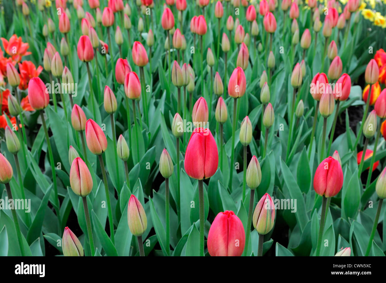 tulipa parade darwin hybrid red tulip flowers display spring flower bloom blossom bed colour color bulb Stock Photo