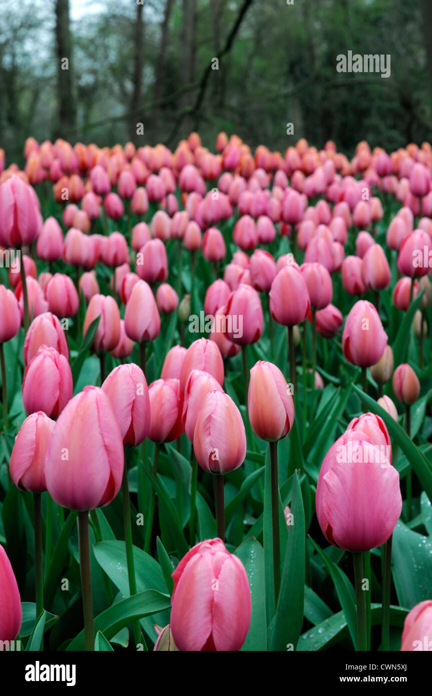 tulipa pink impression Darwin Hybrid tulip flowers display spring flower bloom blossom bed colour color bulb Stock Photo