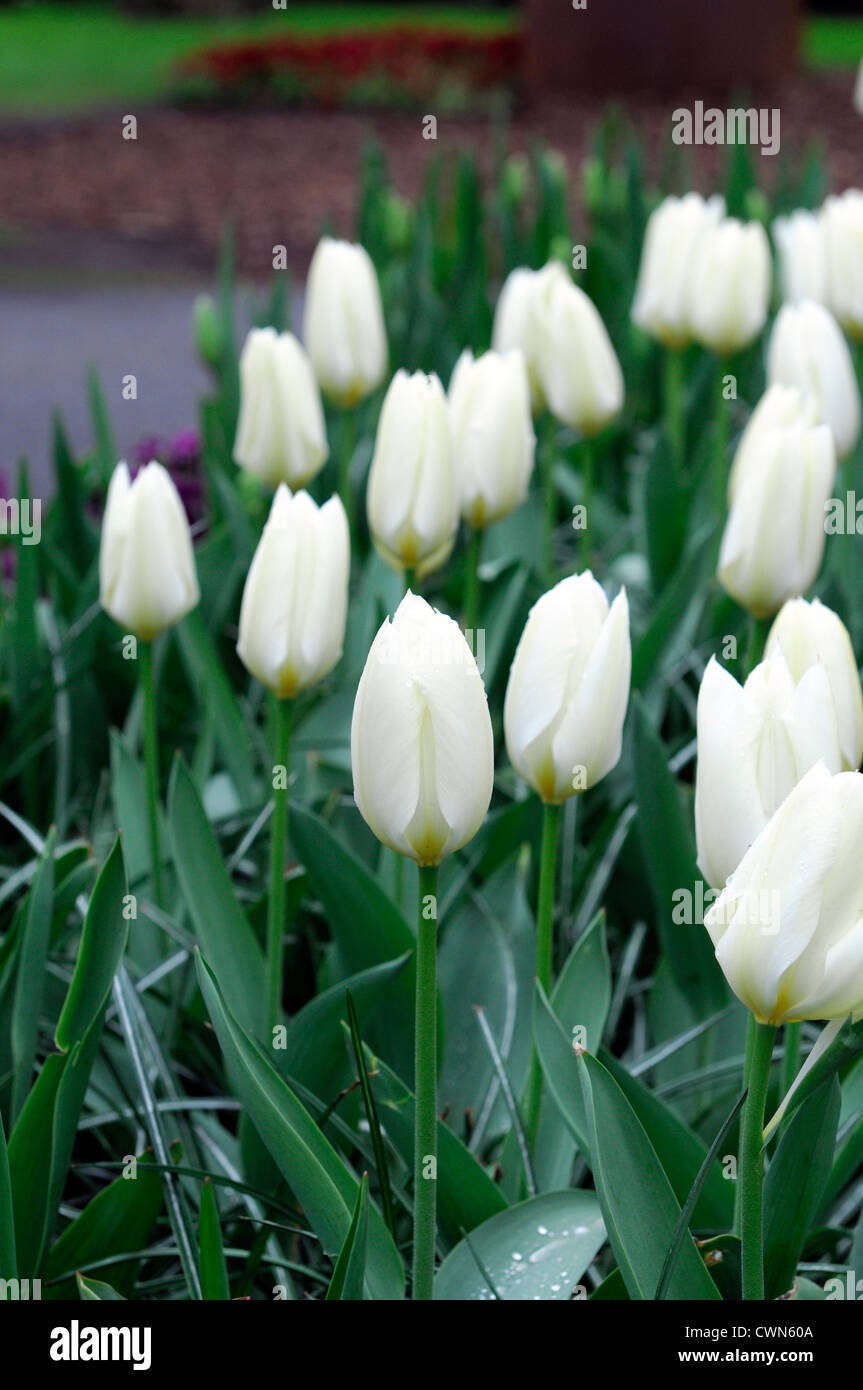 Tulipa Purissima fosteriana tulip syn White Emperor tulip flowers display spring flower bloom blossom bed colour color bulb Stock Photo