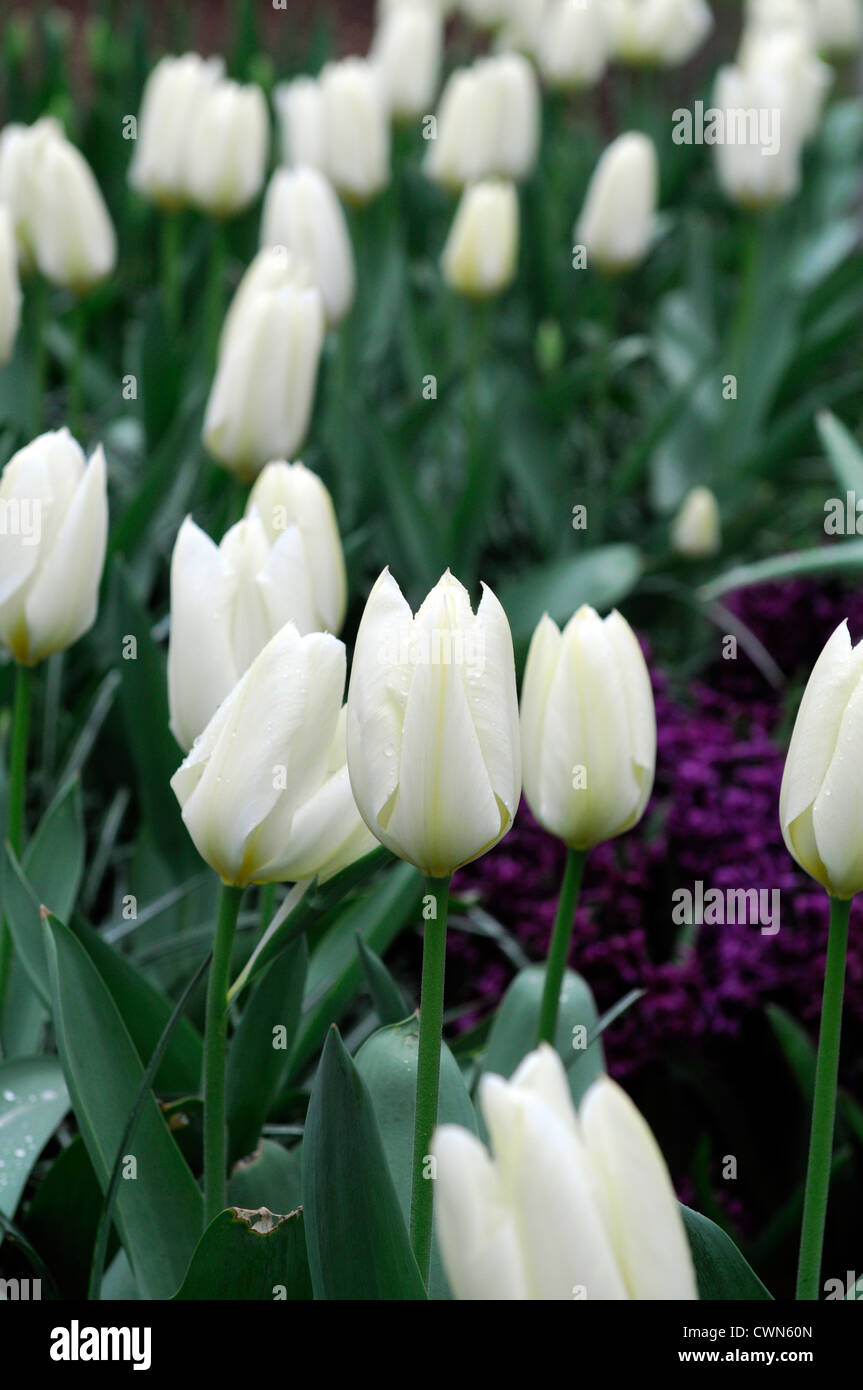 Tulipa Purissima fosteriana tulip syn White Emperor tulip flowers display spring flower bloom blossom bed colour color bulb Stock Photo