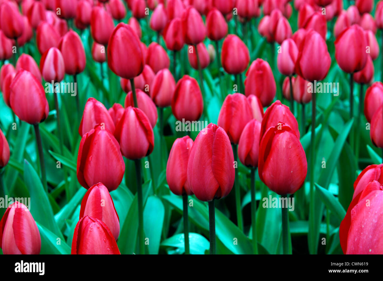 Tulipa red impression darwin hybrid tulip flowers display spring flower bloom blossom bed colour color bulb Stock Photo
