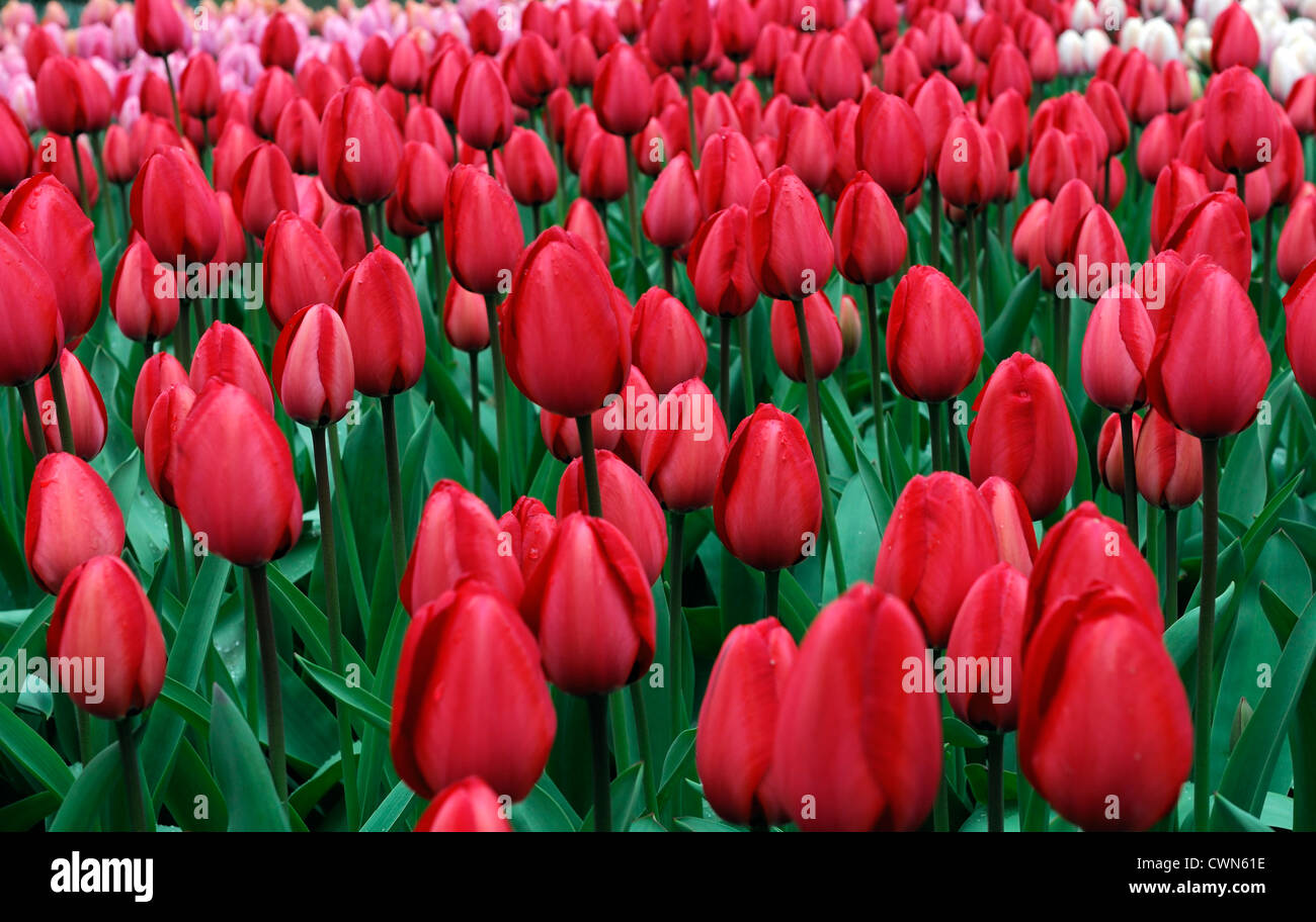Tulipa red impression darwin hybrid tulip flowers display spring flower bloom blossom bed colour color bulb Stock Photo