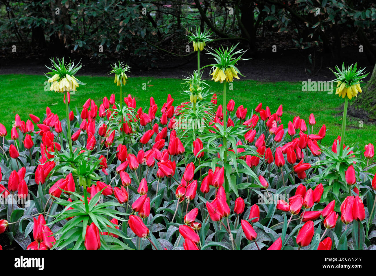 Tulipa red riding hood greigii tulip flowers fritillaria imperialis lutea yellow display spring flower mixed bed combination Stock Photo